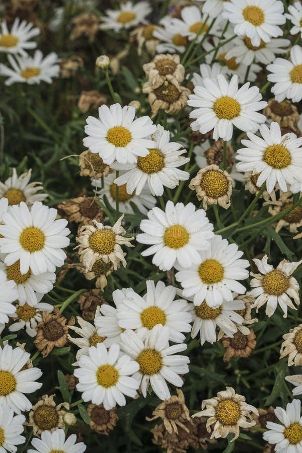Daisy flowers on garden as a background. Beautiful dried field flowers stock images, royalty-free photos and pictures