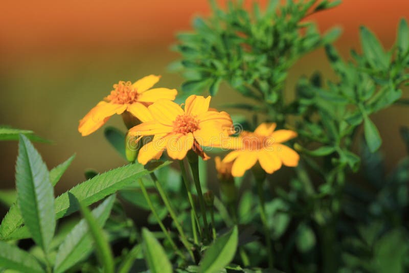 A Daisy Flowers on Back Ground of the Season Landscape Stock Image
