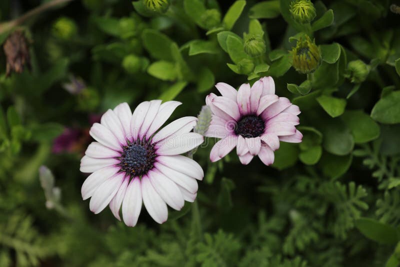 A Daisy Flowers on Back Ground of the Season Landscape Stock Photo