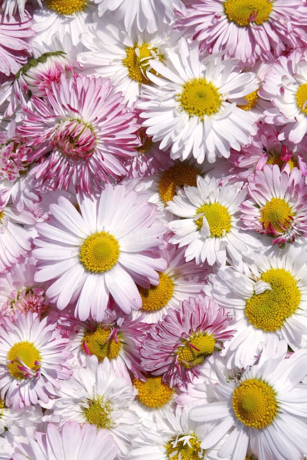 Daisy flowers background stock photos