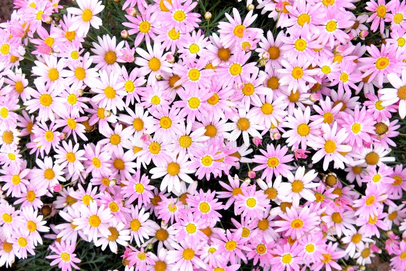 Daisy flowers stock photo. Image of daisy, blossom, plant 218842114