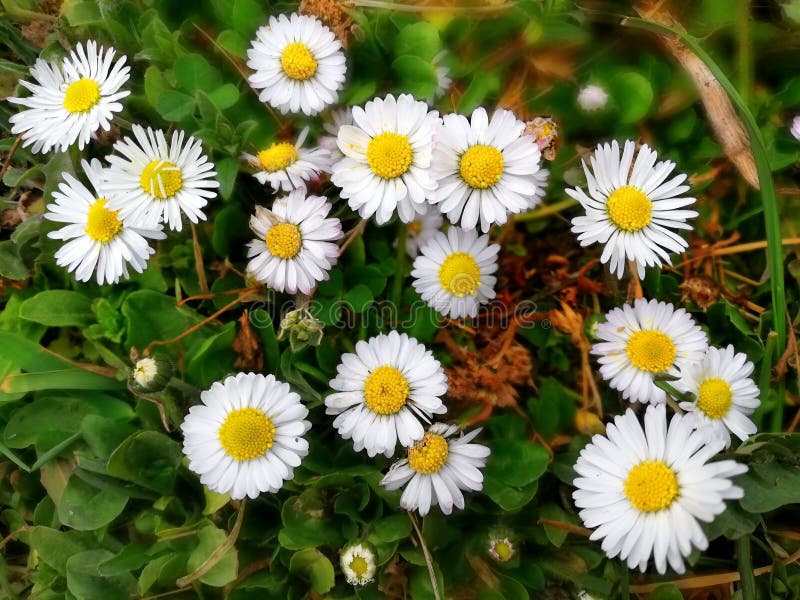 4 0 Bellis Perennis Photos Free Royalty Free Stock Photos From Dreamstime