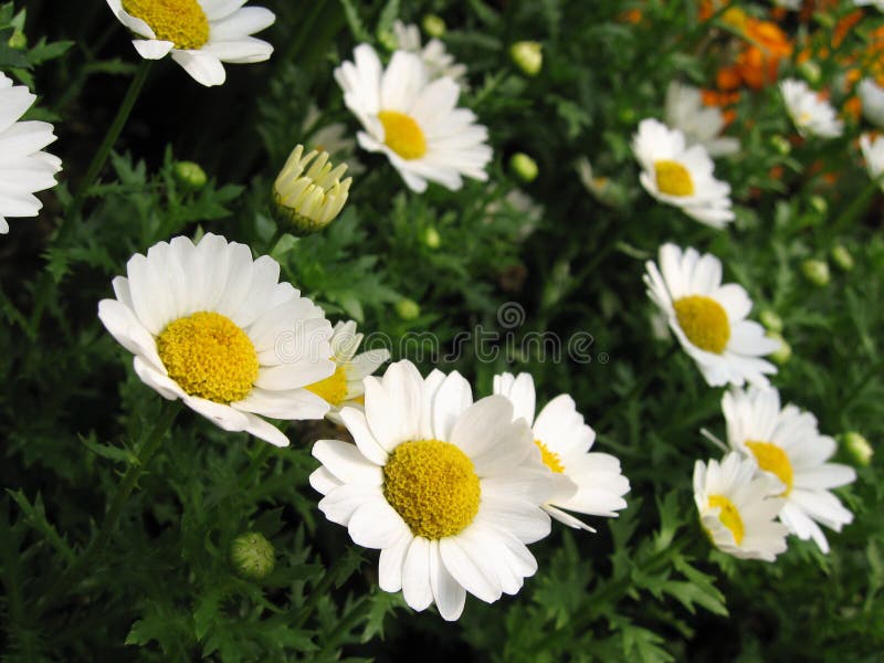 Žlté a biele daisy kvety rozkvitnuté s zelenej prírody pozadí.