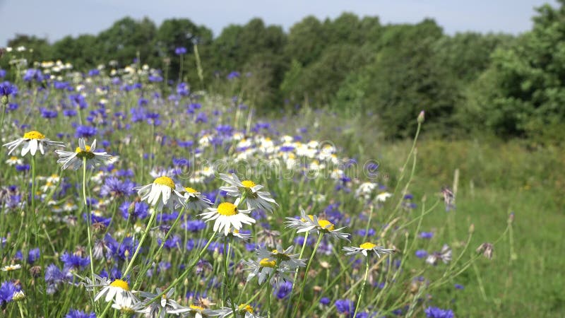 Daisy flowers blooms move in wind in cornflower field. 4K