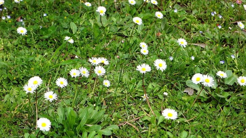 Daisy flowers blowing in the wind