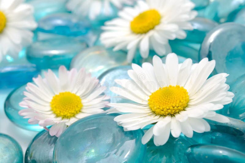 Daisy Flowers on Blue Glass Stones