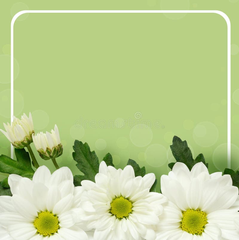 Daisy Flowers Edge and Frame Stock Photo Image of edge, beautiful