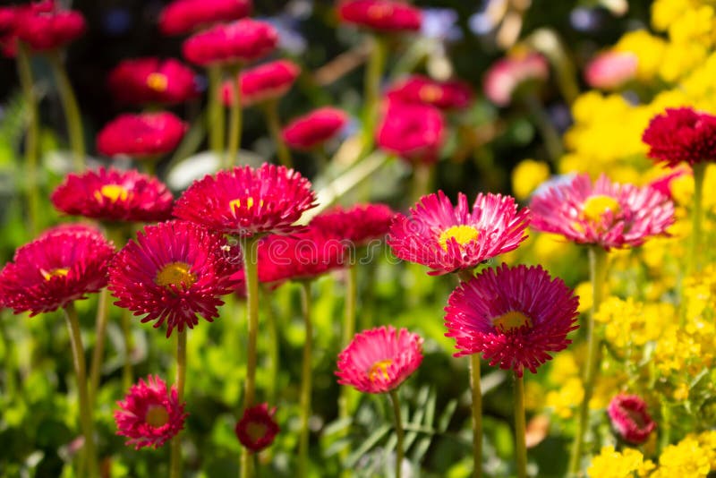 The Daisy Flowers Field. Red Daisy Flowers Stock Image Image of
