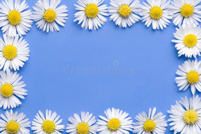 Daisy flowers frame