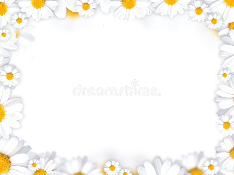 Daisy flowers frame background