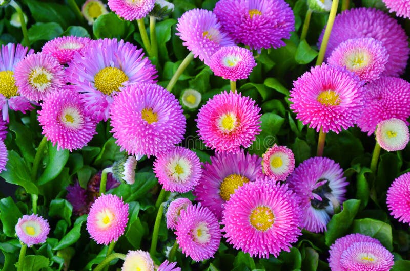 Daisy flowers stock image. Image of mood, pink, garden 143802119