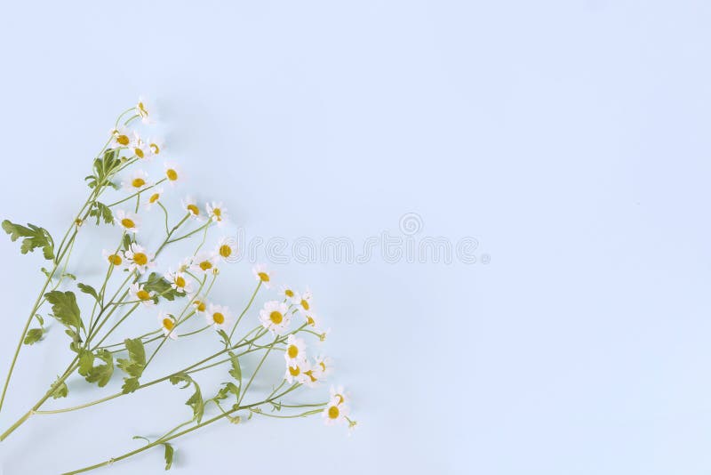 Daisy Flowers on Light Blue Background with Empty Space. Stock Photo -  Image of chamomile, congratulation: 128754128