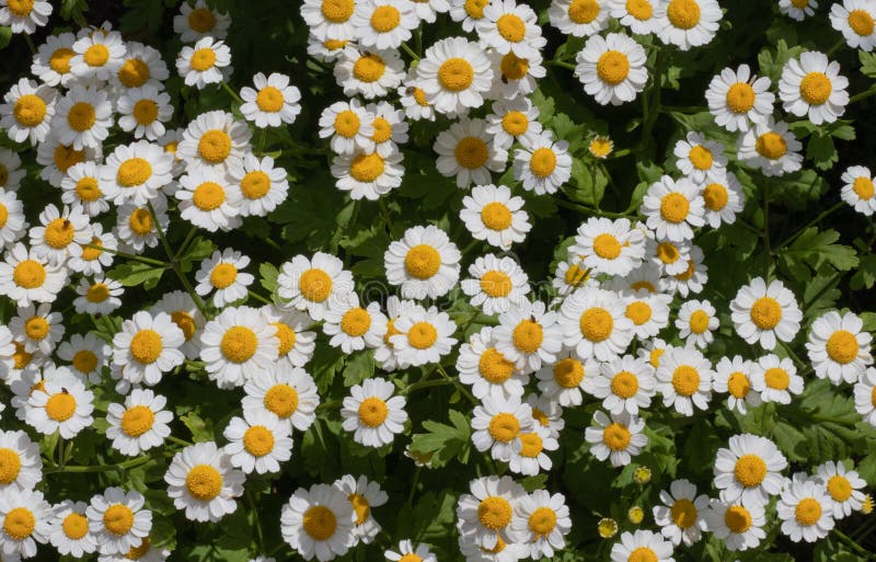 Daisy flowers a lot beautifully shot royalty free stock photography Daisy flowers a lot beautifully shot royalty free stock photography