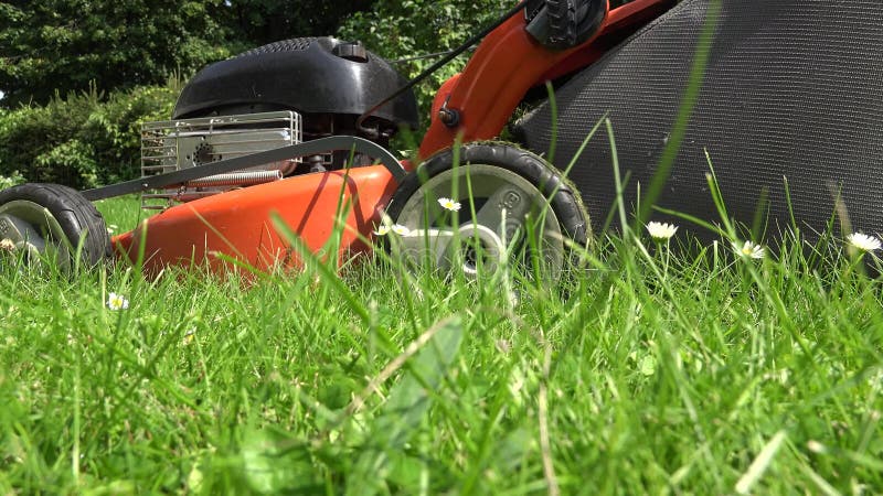 Daisy flowers in meadow and gardener lawn mower cut grass. 4K