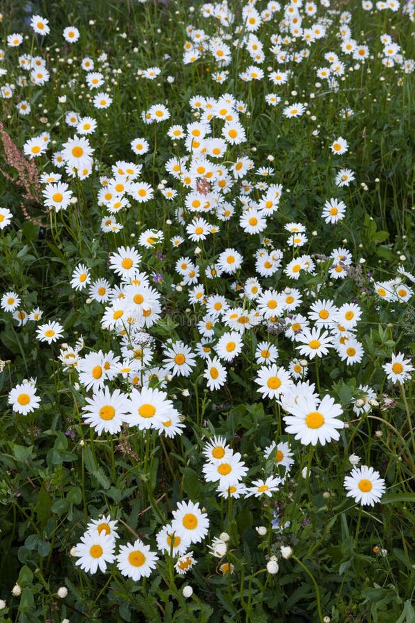 Group of Daisy Flowers in Meadow Stock Image Image of flora, herb