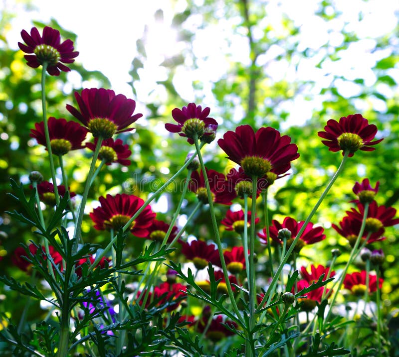 Daisy Flowers in the Morning Sun. Stock Photo Image of ceremony