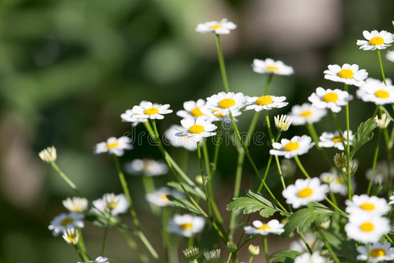 Daisy flowers in nature stock image. Image of stem, rural 95411855
