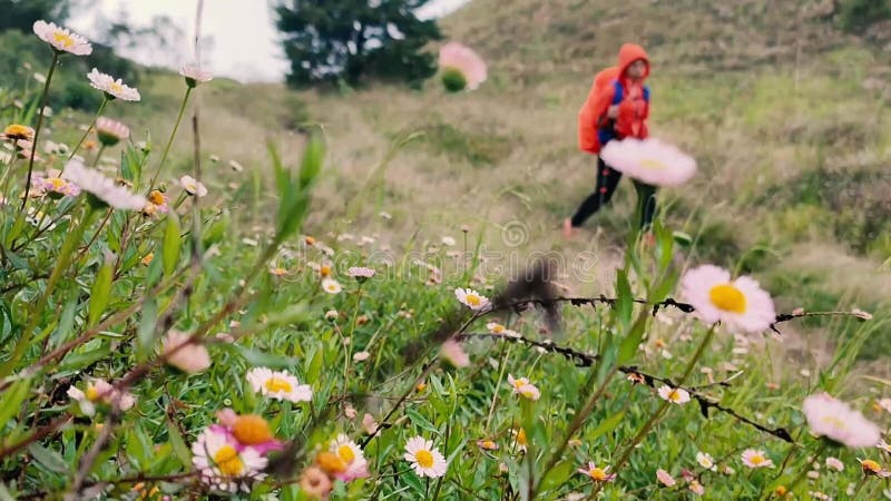 Daisy Flowers on Prau Mountain