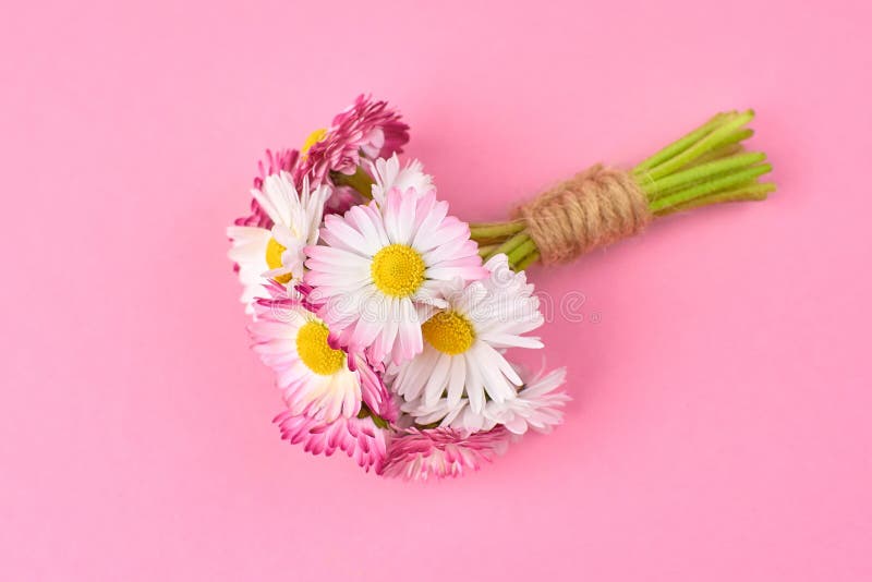 Daisy Flowers Spring Bouquet on Pink Background Stock Image - Image of