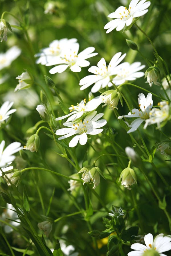Daisy flowers stock photo. Image of closeup, blooming 68888480