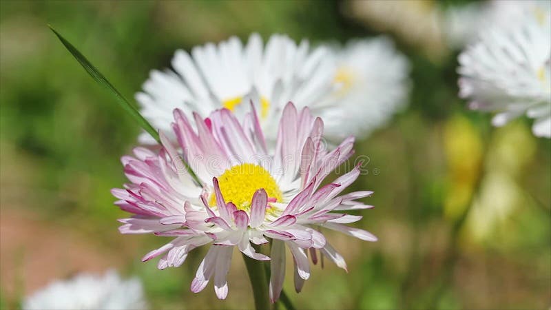 Daisy flowers