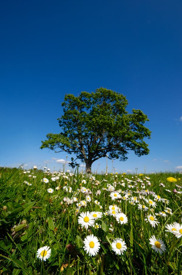 Daisy flowers and tree