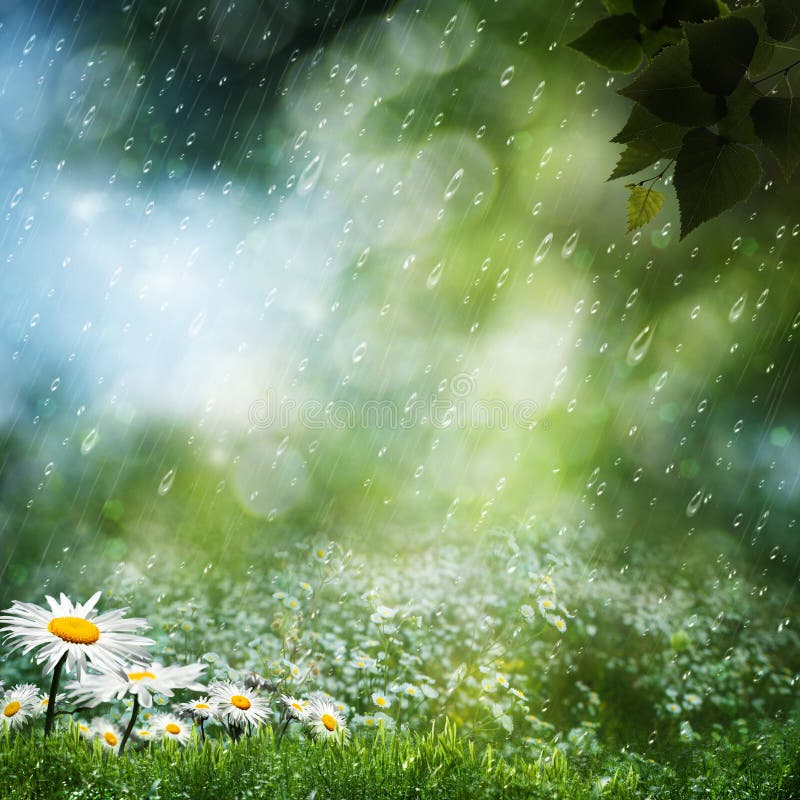 Daisy flowers under the sweet rain