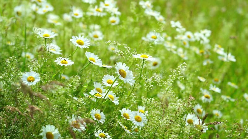 Daisy Flowers are Waving in the Wind. Natural Summer Background. Slow ...