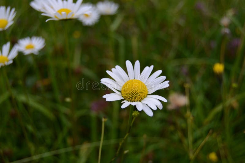 Daisy flowers