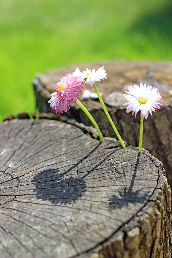 Daisy flowers on wood stock photo. Image of plants, spring - 40800660