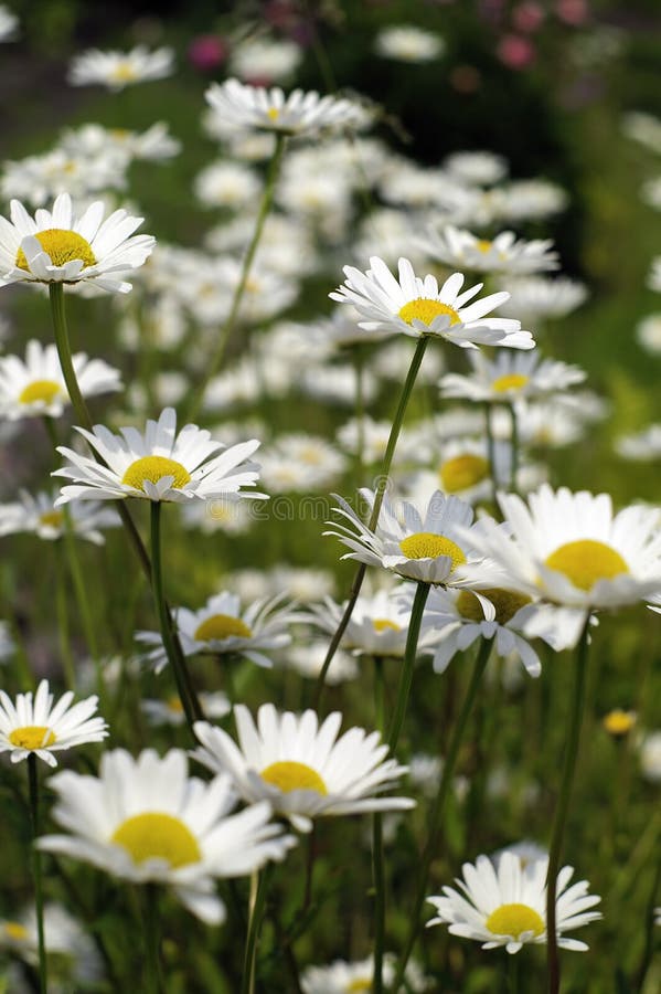Daisy in garden stock image. Image of spring, plant, nature 1076403