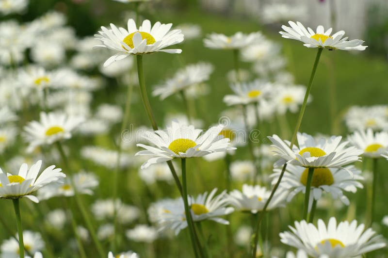 Daisy in garden stock image. Image of close, white, macro 1082453