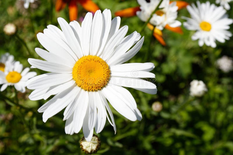 Daisy in garden stock image. Image of rural, farm, clear 13243387