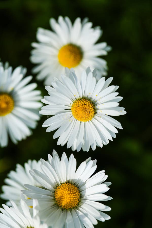 Daisy in the garden, plant stock photo. Image of floral - 314558930