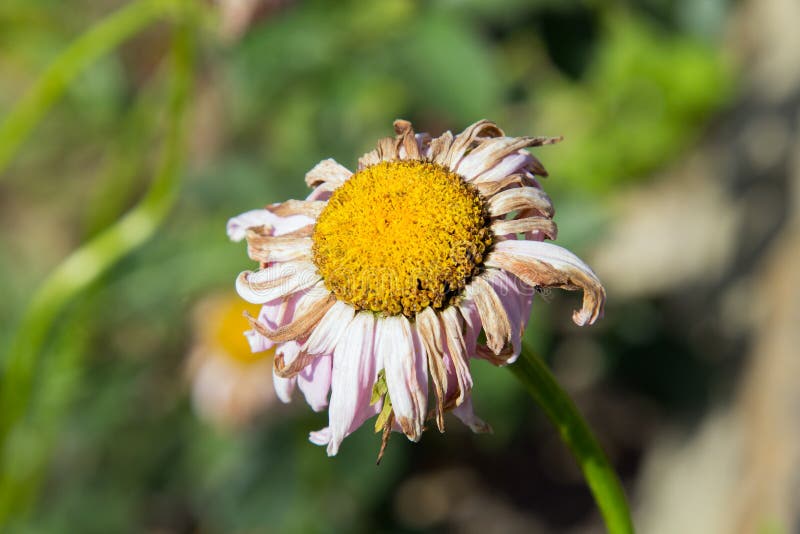 Yellow Daisy Withered Wilted Stock Photos Free & RoyaltyFree Stock