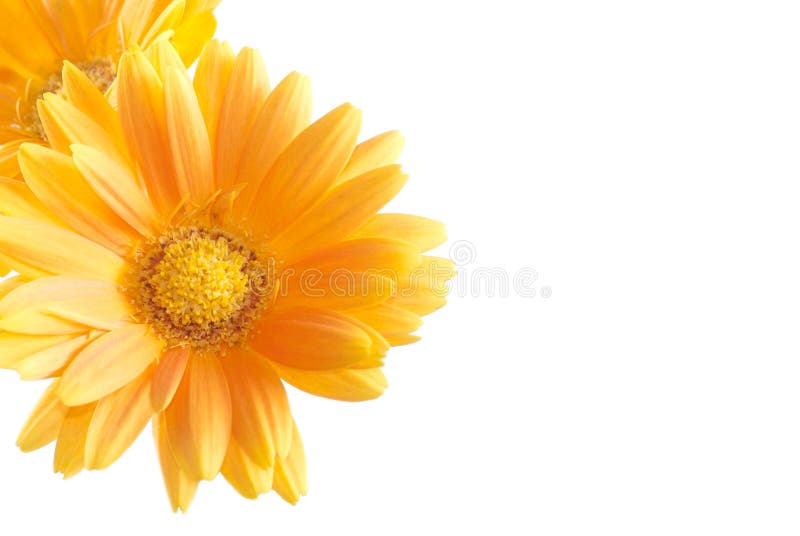 Daisy gerbera flower