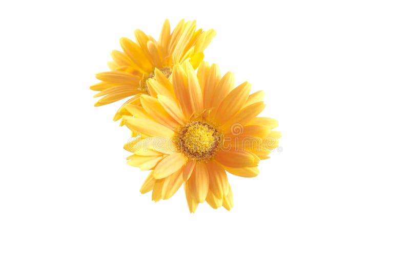 Daisy gerbera flower