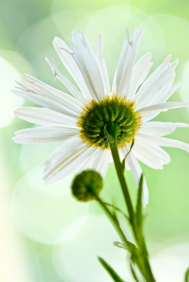 Daisy with Green Background Stock Photo Image of organic, daisy 7659620