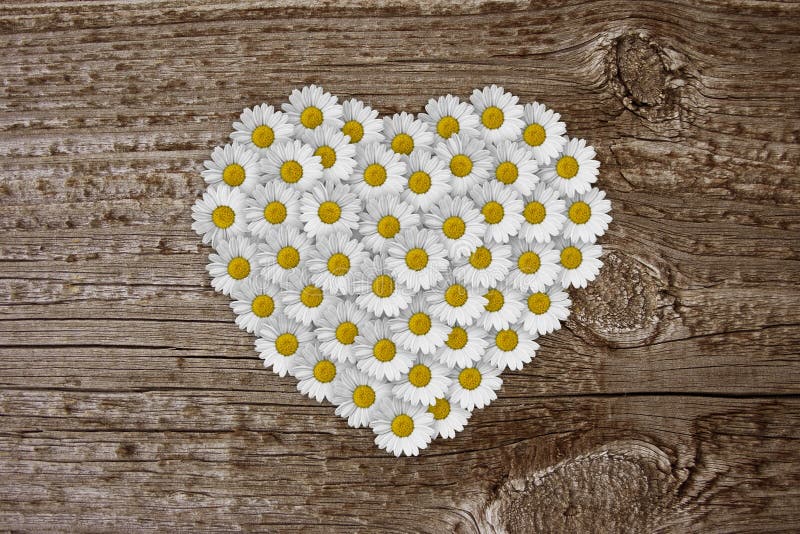 Daisy heart