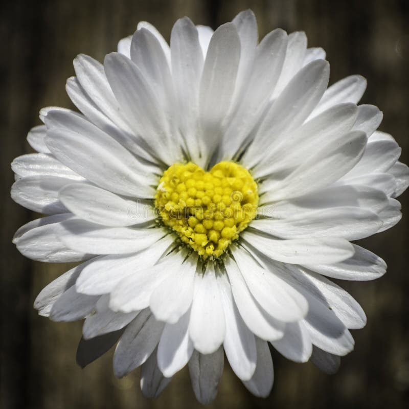 Daisy heart royalty free stock photos Daisy heart royalty free stock photos
