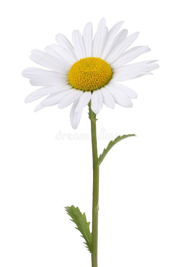 496,680 Daisy Stock Photos Free & RoyaltyFree Stock Photos from