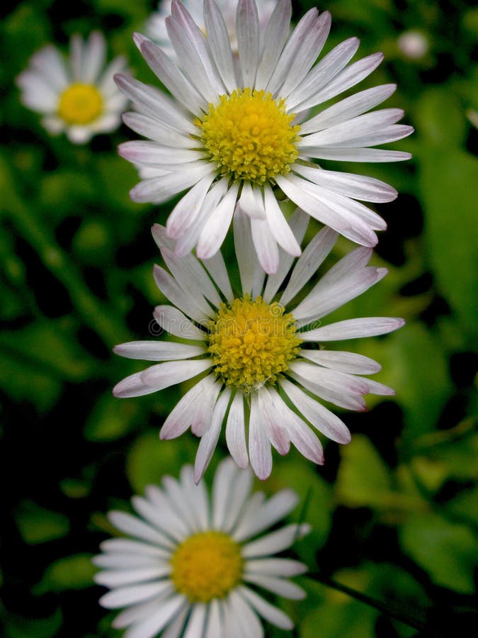 Daisy IV Stock Photo Image 50072437