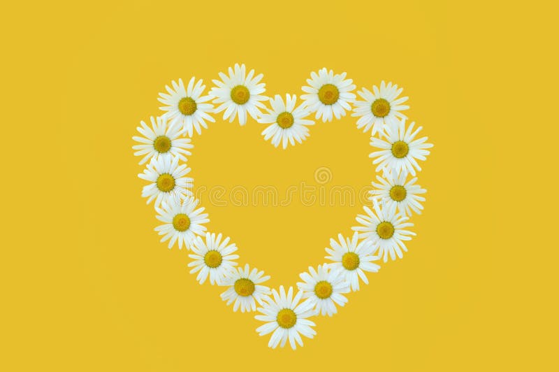 Daisy in love shape over yellow background