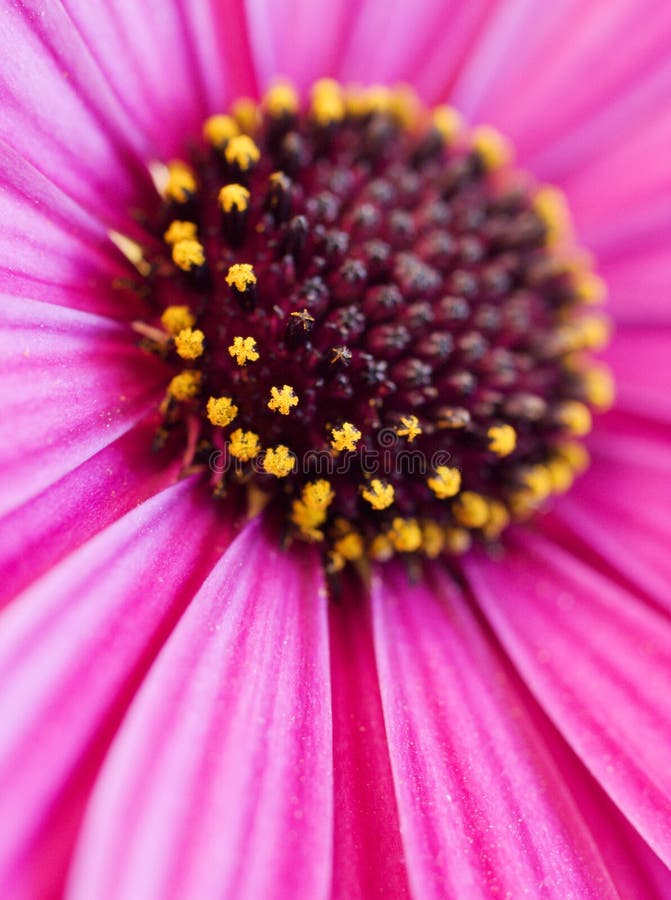 Makro fotografia daisy, s veľmi malou hĺbkou ostrosti.