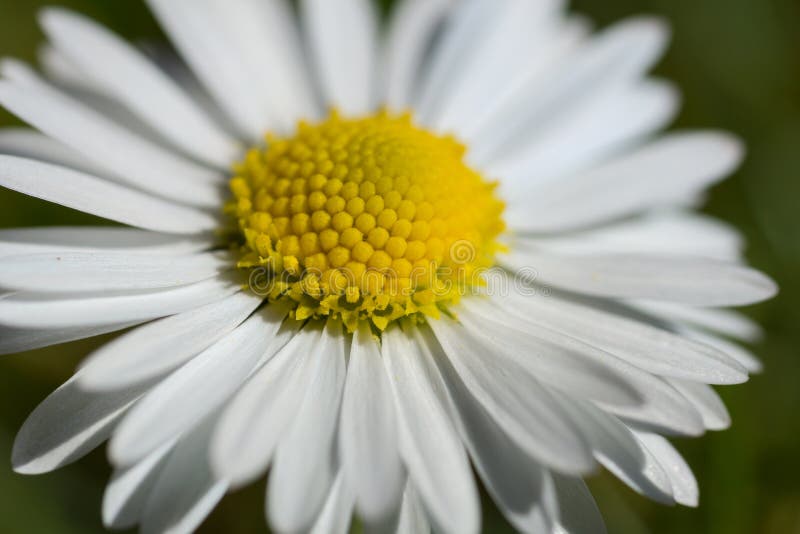 Daisy stock image. Image of season, colorful, daisy, chamomile 53167383