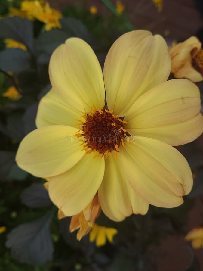 185 Daisy Mae Stock Photos Free & RoyaltyFree Stock Photos from Dreamstime