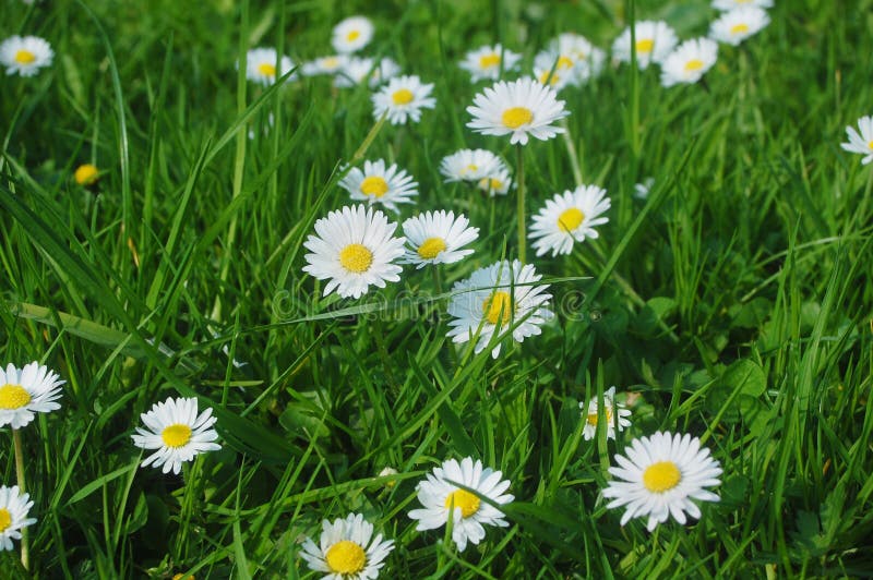 Daisy meadow