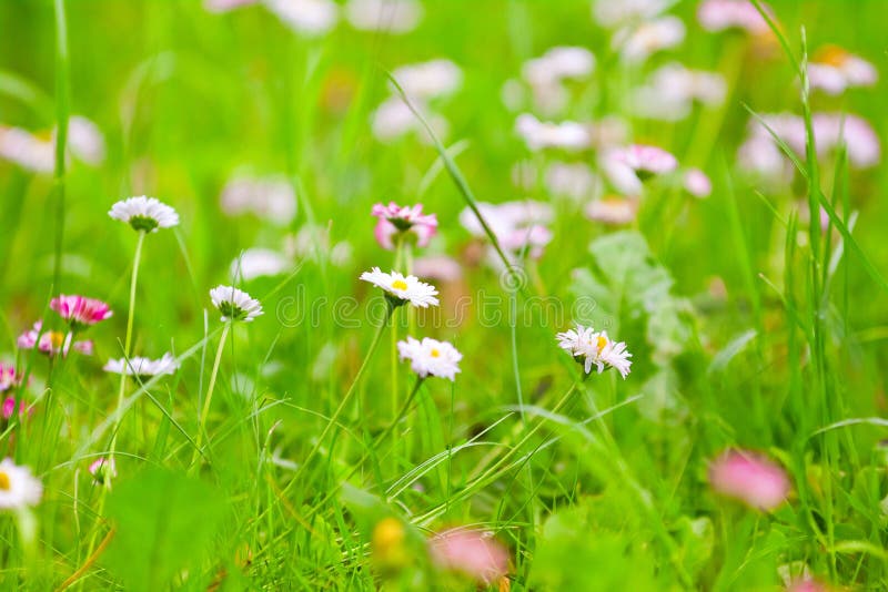 Daisy Meadow imagen de archivo. Imagen de hierba, flor 76502617