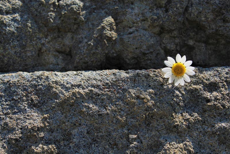 Daisy Stones Stock Photos Download 1 757 Royalty Free Photos Images, Photos, Reviews