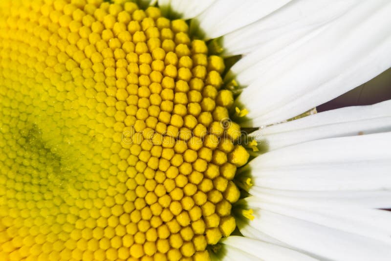 Daisy petals. stock image. Image of blossom, closeup 92977573